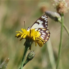 Belenois java (Caper White) at Fyshwick, ACT - 12 Oct 2024 by RodDeb