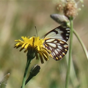 Belenois java at Fyshwick, ACT - 12 Oct 2024 01:54 PM