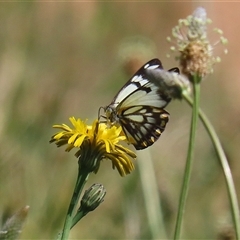 Belenois java at Fyshwick, ACT - 12 Oct 2024 01:54 PM