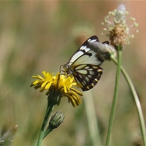 Belenois java at Fyshwick, ACT - 12 Oct 2024