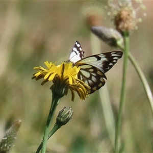 Belenois java at Fyshwick, ACT - 12 Oct 2024