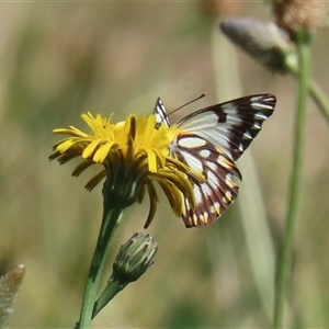 Belenois java at Fyshwick, ACT - 12 Oct 2024