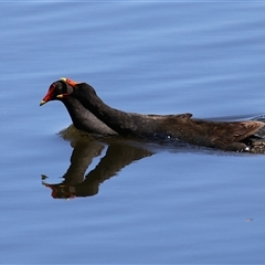 Gallinula tenebrosa (Dusky Moorhen) at Fyshwick, ACT - 12 Oct 2024 by RodDeb