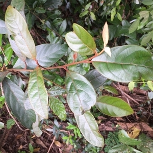 Litsea breviumbellata (rusty–leaf bollywood) at Miallo, QLD by Jason7Stewart2016onNM