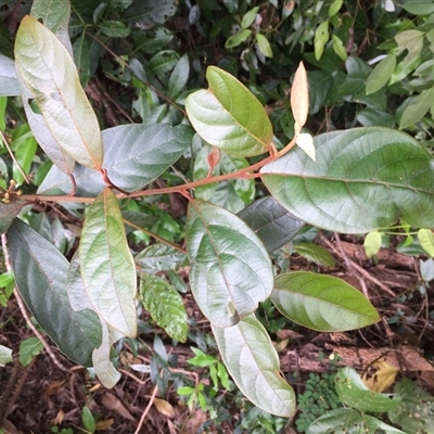 Litsea breviumbellata (rusty–leaf bollywood) at Miallo, QLD - 25 May 2024 by JasonPStewartNMsnc2016