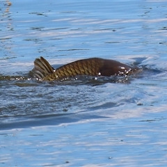 Cyprinus carpio (Common Carp) at Fyshwick, ACT - 12 Oct 2024 by RodDeb