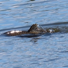 Cyprinus carpio at Fyshwick, ACT - 12 Oct 2024