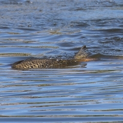 Cyprinus carpio at Fyshwick, ACT - 12 Oct 2024