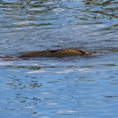 Cyprinus carpio at Fyshwick, ACT - 12 Oct 2024 02:18 PM