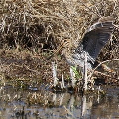 Gallinago hardwickii (Latham's Snipe) at Fyshwick, ACT - 12 Oct 2024 by RodDeb