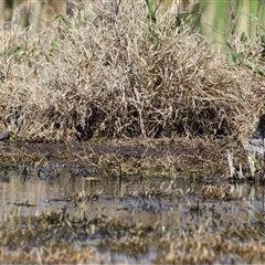 Gallinago hardwickii at Fyshwick, ACT - 12 Oct 2024