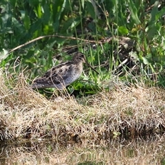 Gallinago hardwickii at Fyshwick, ACT - 12 Oct 2024