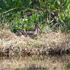 Gallinago hardwickii at Fyshwick, ACT - 12 Oct 2024