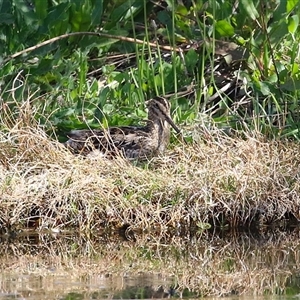 Gallinago hardwickii at Fyshwick, ACT - 12 Oct 2024