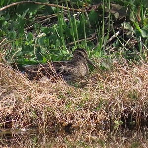 Gallinago hardwickii at Fyshwick, ACT - 12 Oct 2024