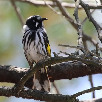 Phylidonyris novaehollandiae (New Holland Honeyeater) at Fyshwick, ACT - 12 Oct 2024 by RodDeb