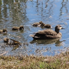 Anas superciliosa (Pacific Black Duck) at Fyshwick, ACT - 12 Oct 2024 by RodDeb