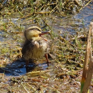 Anas superciliosa at Fyshwick, ACT - 12 Oct 2024