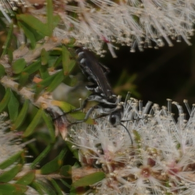 Pompilinae sp. (Ctenostegus sp. or Turneromyia sp.) (Spider Wasp) at Freshwater Creek, VIC - 16 Feb 2021 by WendyEM