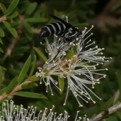 Apocrita (suborder) at Freshwater Creek, VIC - 16 Feb 2021 by WendyEM