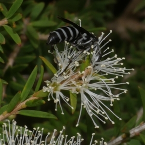 Apocrita (suborder) at Freshwater Creek, VIC by WendyEM