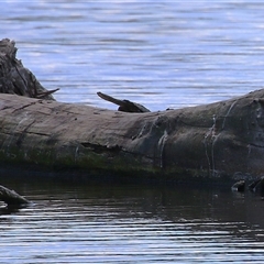 Chelodina longicollis (Eastern Long-necked Turtle) at Fyshwick, ACT - 12 Oct 2024 by RodDeb