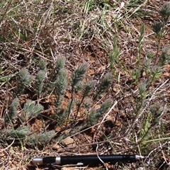 Pultenaea subspicata (Low Bush-pea) at Evatt, ACT - 13 Oct 2024 by AndyRoo