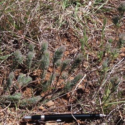 Pultenaea subspicata (Low Bush-pea) at Evatt, ACT - 13 Oct 2024 by AndyRoo