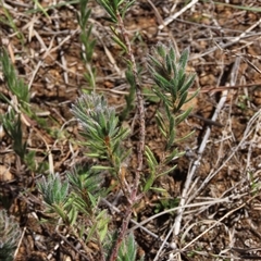 Pultenaea subspicata at Evatt, ACT - 13 Oct 2024 02:04 PM