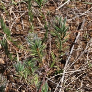 Pultenaea subspicata at Evatt, ACT - 13 Oct 2024 02:04 PM