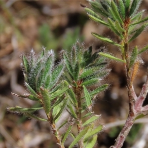 Pultenaea subspicata at Evatt, ACT - 13 Oct 2024 02:04 PM