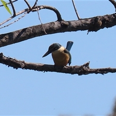 Todiramphus sanctus (Sacred Kingfisher) at Fyshwick, ACT - 12 Oct 2024 by RodDeb