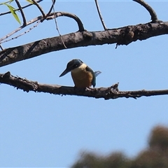 Todiramphus sanctus at Fyshwick, ACT - 12 Oct 2024