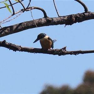 Todiramphus sanctus at Fyshwick, ACT - 12 Oct 2024