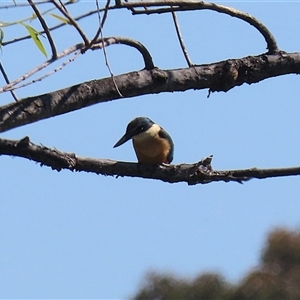 Todiramphus sanctus at Fyshwick, ACT - 12 Oct 2024