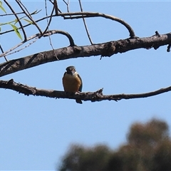 Todiramphus sanctus at Fyshwick, ACT - 12 Oct 2024