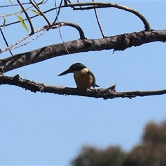 Todiramphus sanctus at Fyshwick, ACT - 12 Oct 2024