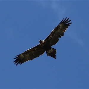 Aquila audax at Fyshwick, ACT - 12 Oct 2024