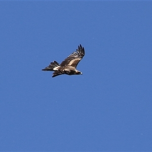 Aquila audax at Fyshwick, ACT - 12 Oct 2024 03:16 PM