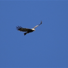 Aquila audax at Fyshwick, ACT - 12 Oct 2024 03:16 PM