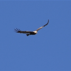 Aquila audax at Fyshwick, ACT - 12 Oct 2024 03:16 PM