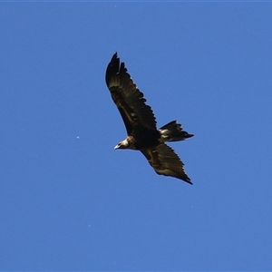 Aquila audax at Fyshwick, ACT - 12 Oct 2024