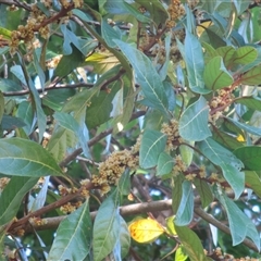 Litsea breviumbellata (rusty–leaf bollywood) at Newell, QLD - 23 May 2018 by JasonPStewartNMsnc2016