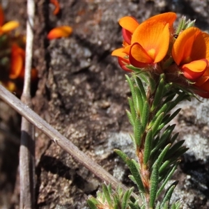 Pultenaea subspicata at Evatt, ACT - 13 Oct 2024