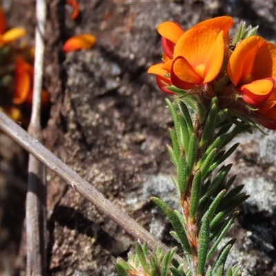 Pultenaea subspicata (Low Bush-pea) at Evatt, ACT - 13 Oct 2024 by AndyRoo