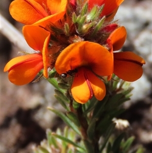 Pultenaea subspicata at Evatt, ACT - 13 Oct 2024