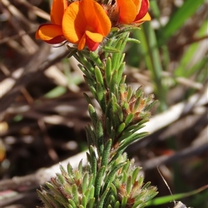 Pultenaea subspicata at Evatt, ACT - 13 Oct 2024