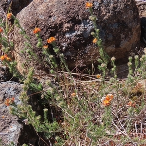 Pultenaea subspicata at Evatt, ACT - 13 Oct 2024