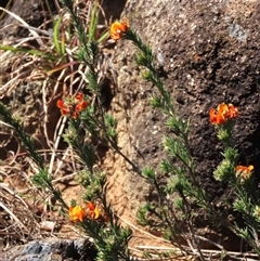 Pultenaea subspicata at Evatt, ACT - 13 Oct 2024