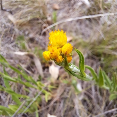 Chrysocephalum apiculatum (Common Everlasting) at Watson, ACT - 14 Oct 2024 by abread111